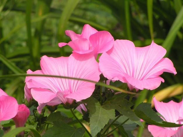 Обои картинки фото цветоЧек, цветы, лаватера