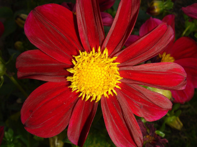 Обои картинки фото цветок, цветы, георгины