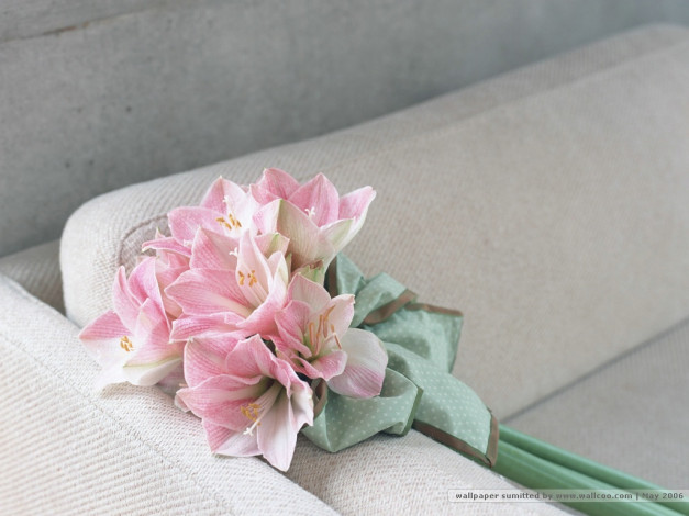 Обои картинки фото цветы, амариллисы, гиппеаструмы