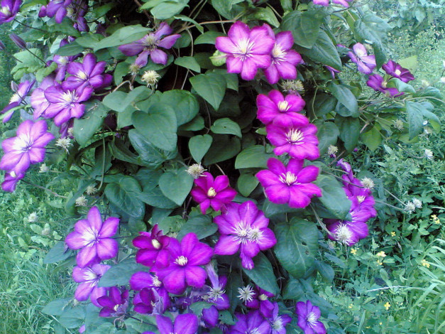 Обои картинки фото цветы, клематис, ломонос