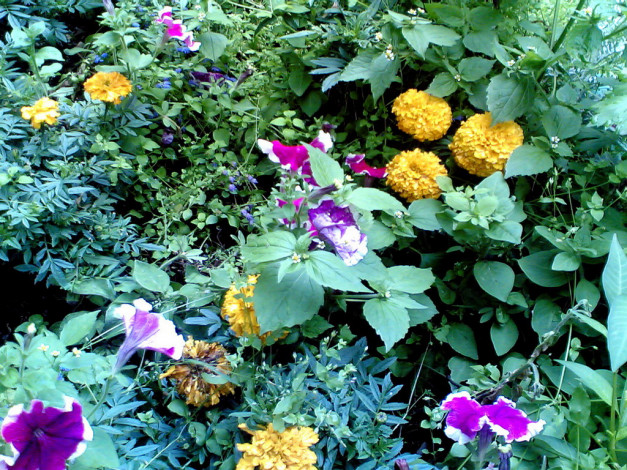 Обои картинки фото цветы, разные, вместе