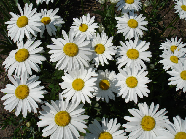 Обои картинки фото цветы, ромашки