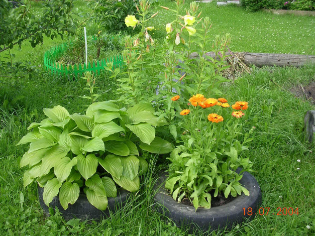 Обои картинки фото растение, цветы, разные, вместе