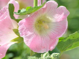 Картинка цветы мальвы