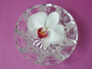 Картинка цветы орхидеи