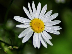 Картинка цветы ромашки