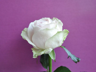 Картинка цветы розы