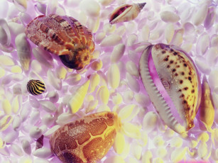 Картинка разное ракушки кораллы декоративные spa камни