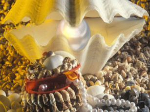 Картинка разное ракушки кораллы декоративные spa камни