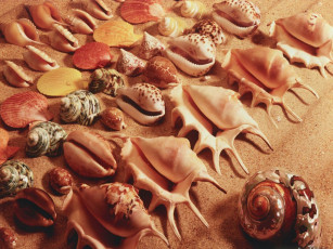 Картинка разное ракушки кораллы декоративные spa камни