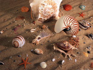 Картинка разное ракушки кораллы декоративные spa камни