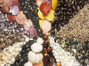 Картинка разное ракушки кораллы декоративные spa камни