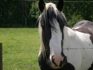 Картинка животные лошади