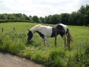 Картинка животные лошади