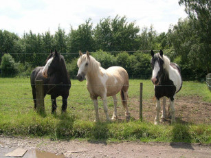 Картинка животные лошади