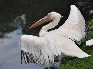 Картинка животные пеликаны