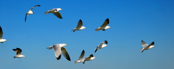 обоя животные, Чайки, бакланы, крачки