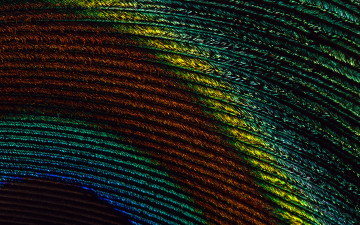 Картинка разное перья