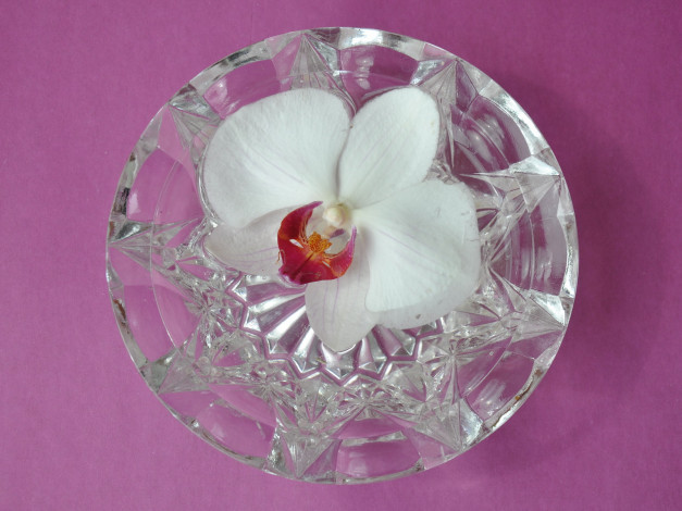 Обои картинки фото цветы, орхидеи