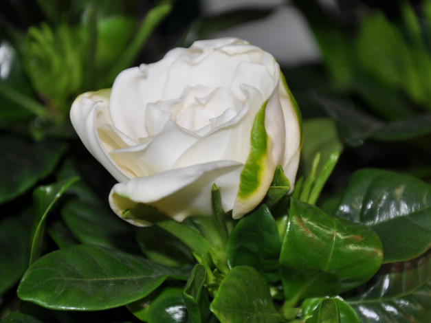 Обои картинки фото гардения, цветы