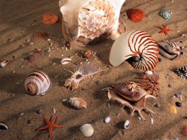 Обои картинки фото разное, ракушки, кораллы, декоративные, spa, камни