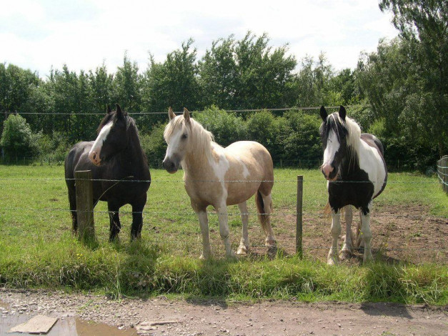 Обои картинки фото животные, лошади