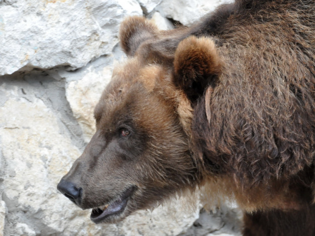 Обои картинки фото животные, медведи
