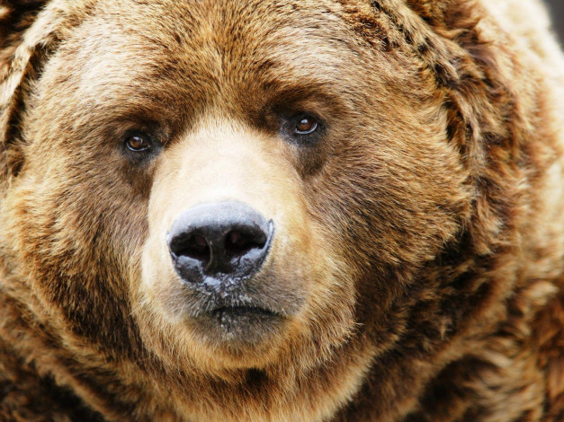 Обои картинки фото животные, медведи