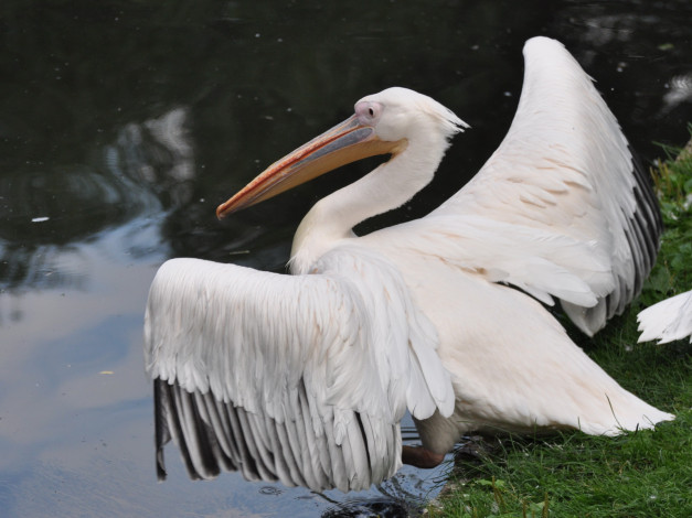 Обои картинки фото животные, пеликаны