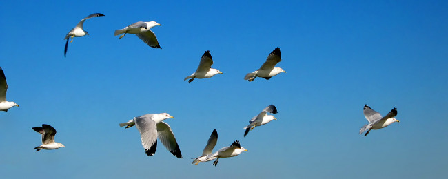 Обои картинки фото животные, Чайки, бакланы, крачки