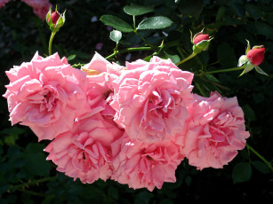 Картинка цветы розы бутоны