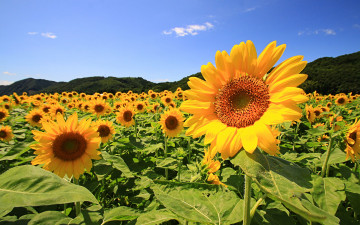 Картинка цветы подсолнухи