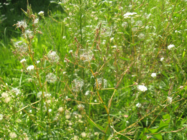 Обои картинки фото цветочки, цветы, луговые, полевые