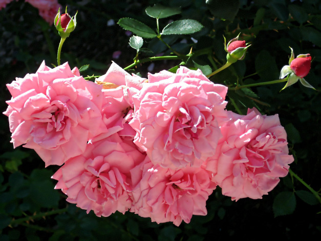 Обои картинки фото цветы, розы, бутоны