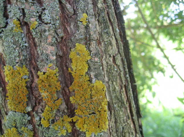 Обои картинки фото мох, природа, макро