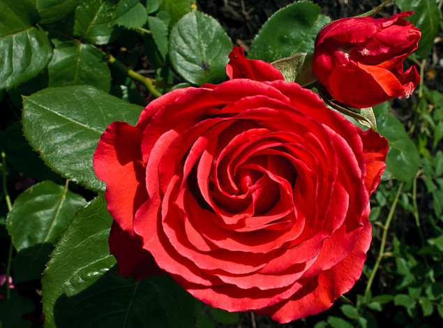 Обои картинки фото цветы, розы