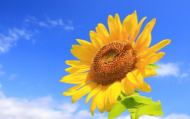 Обои картинки фото цветы, подсолнухи