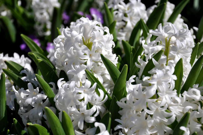 Обои картинки фото цветы, гиацинты, много, белый