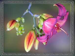 Картинка цветы лилии лилейники лепестки