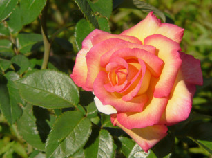 Картинка цветы розы роза