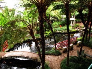 Картинка португалия madeira фуншал природа парк