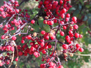 Картинка природа Ягоды ягоды