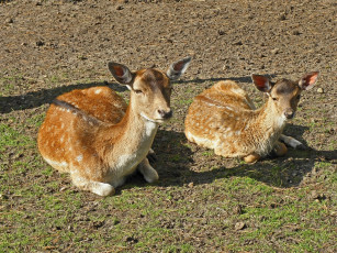 Картинка животные олени