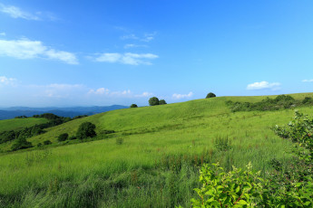 Картинка природа поля кусты поле