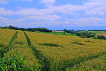 Картинка природа поля поле