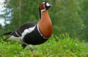 Картинка животные утки утка