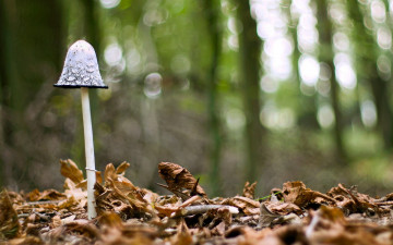 Картинка природа грибы гриб