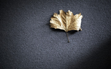 Картинка природа листья макро фон лист
