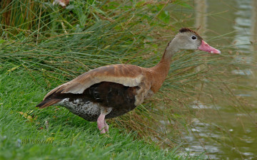 Картинка животные утки утка