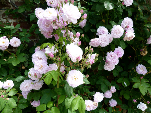 Обои картинки фото цветы, розы, куст